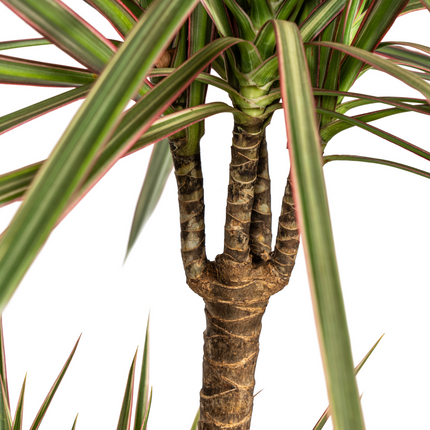 Dracaena marginata bicolor with basket - ↕110-130cm - Ø21cm