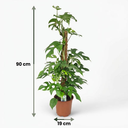 Monstera Minima Moss Stick - roślina z otworem - ↕90cm - Ø19cm