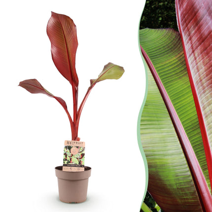 Musa ensete Maurelli - Banana tree - Hardy - Red-Green - 1 Plant - Pot 21cm - Height 90cm