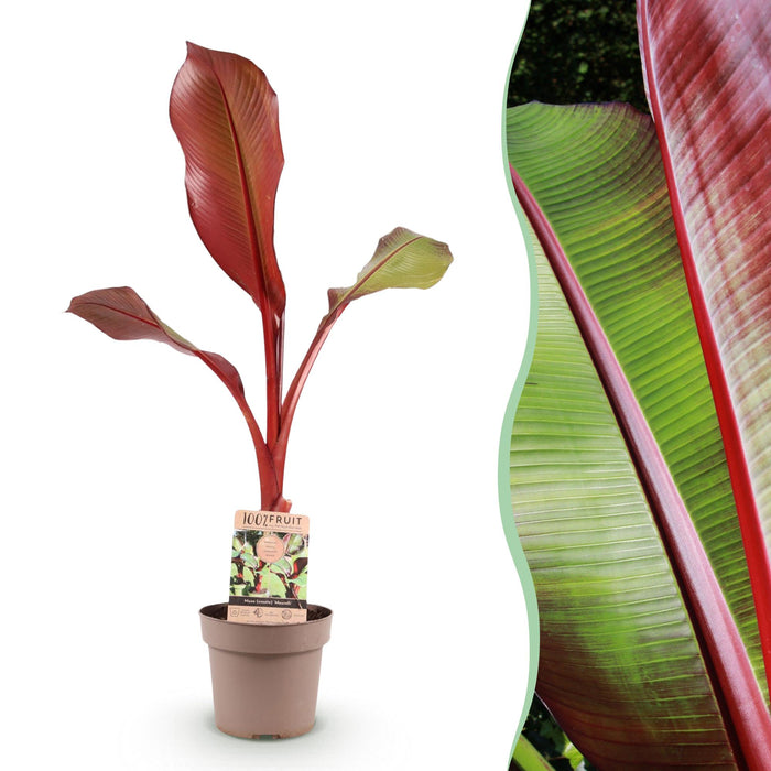 Musa ensete Maurelli - Bananenboom - Rood-Groen - ↕90cm - Ø21cm