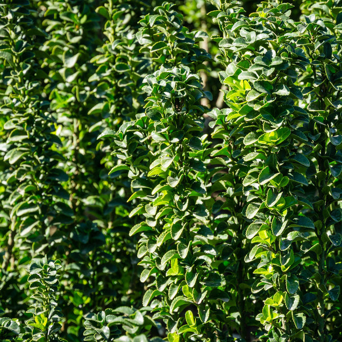 Haagplanten - Euonymus japonica Green Spire -  blad groen - 6 planten - 1 strekkende meter - groenblijvend - pot 17cm hoogte 40cm