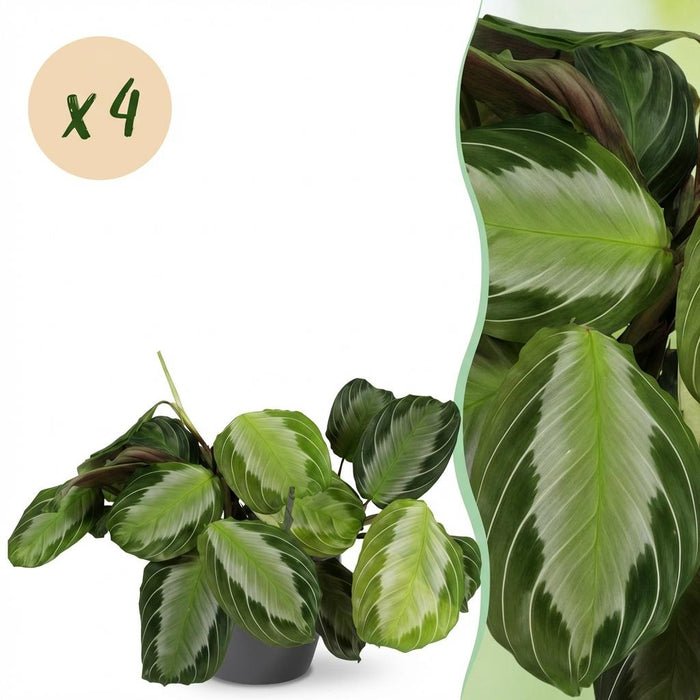 Maranta Fascinator Silverband - Gebedsplant - met grijze plantenpotten - ↕25cm - Ø12cm - 4x