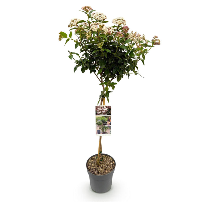 Tuinplant - Viburnum tinus - Plant op stam - Terras Plant - Bladhoudend - Weinig Onderhoud - Pot 19cm Hoogte 90cm