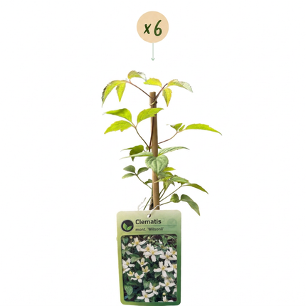 Clematis mont. 'Wilsonii' - Bergclematis 6x - Wit - Klimplant - Ø9cm - ↕35cm