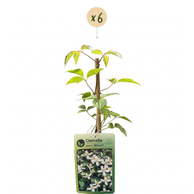 Clematis mont. 'Wilsonii' - Bergclematis 6x - Wit - Klimplant - Ø9cm - ↕35cm