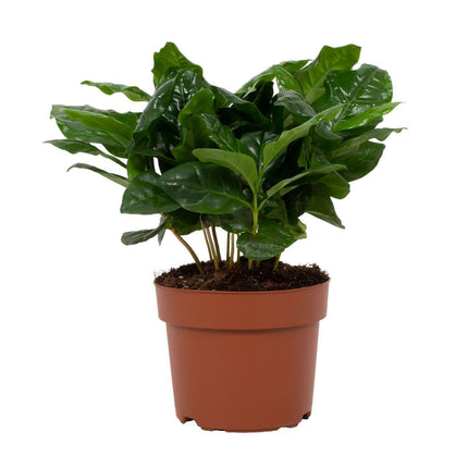 Coffea Arabica - ↕22cm - Ø12cm