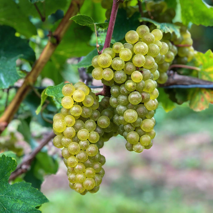 Fruitplant - Witte Druif - Vitis vinifera Bianca - 2 planten - Pot 15cm Hoogte 50cm