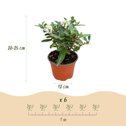 Buddleja davidii Butterfly Candy Little White - Vlinderstruik - Compact - Wit - ↕20-25cm - Ø12cm