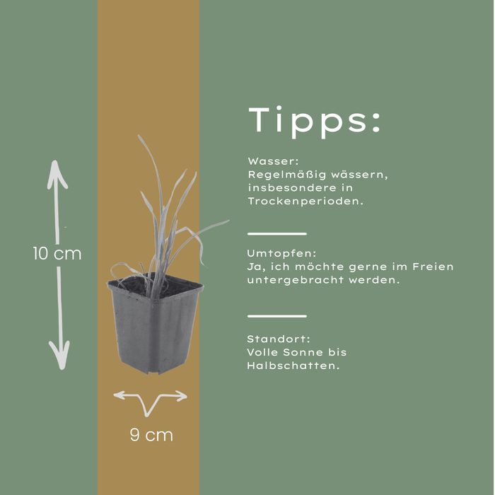 12x Hemerocallis 'Stella de Oro' - ↕10-25cm - Ø9cm
