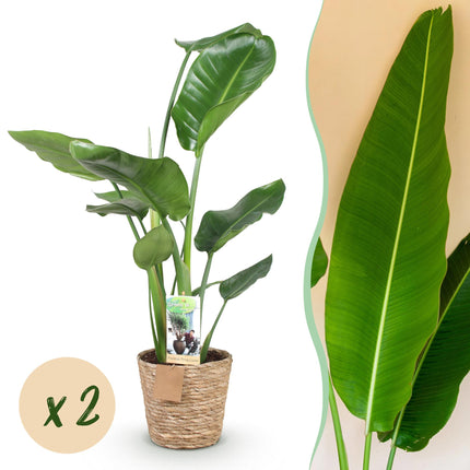 Strelitzia Nicolai - Paradijsvogelbloem - met mand - ↕70-90cm - Ø17cm - 2x