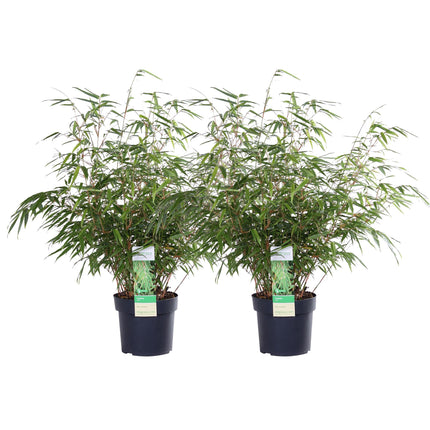 Fargesia rufa - Bamboe - ↕60cm - Ø19cm - 2x