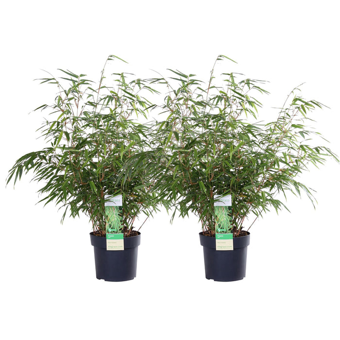 Fargesia rufa - Bamboe - ↕60cm - Ø19cm - 2x
