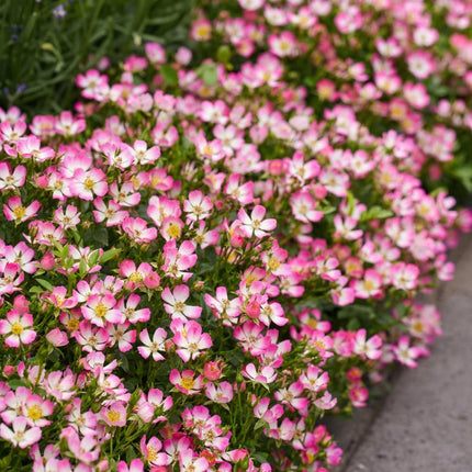 Rosa Cutie Pie - Rose - Hårdfør - Lyserød - 3 planter - 12 cm potte - Højde 20-25 cm