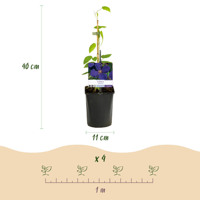 Clematis Jackmanii - Bosrank - Bloem Blauw - ↕40cm - Ø11cm - 2x