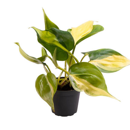 Philodendron Scandens Brazil - Hartbladfilodendron Brazil - Groen - Geel - Tropisch - Ø6cm - ↕12cm