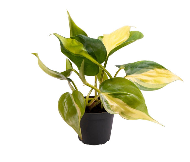 Philodendron Scandens Brazil - Hartbladfilodendron Brazil - Groen - Geel - Tropisch - Ø6cm - ↕12cm