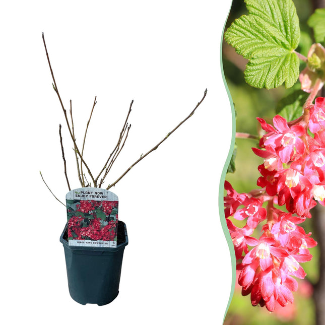Ribes Sanguineum Kind Edward - Bloem Rood - ↕45cm - Ø17cm