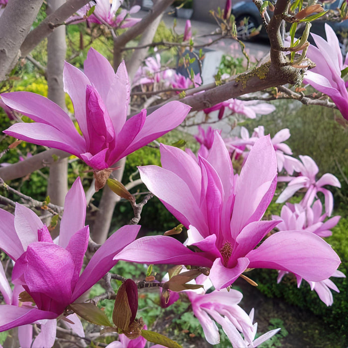 Magnolia Susan - Bloem Paars - 3 Planten - Bladverliezend - Weinig Onderhoud - Pot 12cm Hoogte 30cm