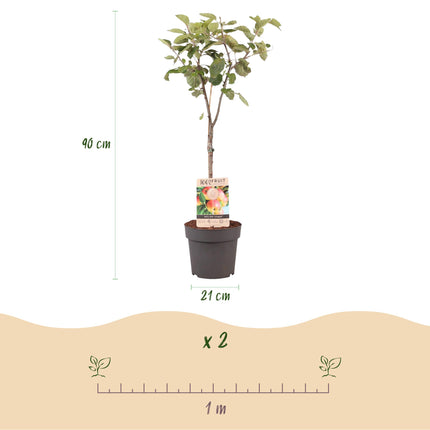 Jabłoń - Malus domestica Jonagold - Jabłoń żółtozielona - ↕90cm - Ø21m