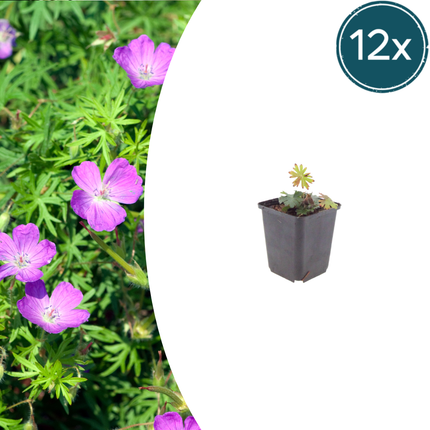 Geranium sanguineum - Bloedooievaarsbek - ↕10-25cm - Ø9cm - 12x