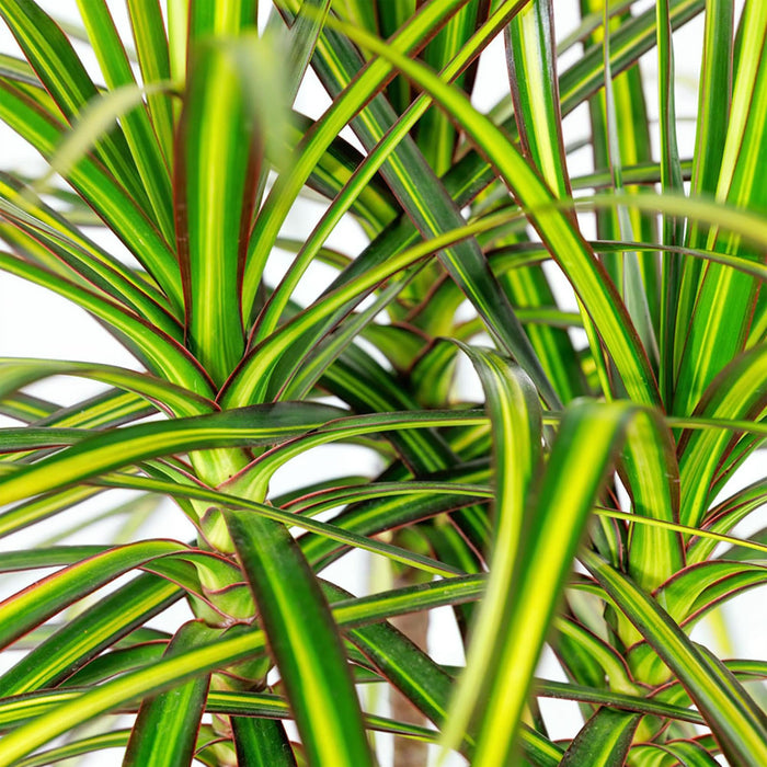 Dracaena Sunray - Drakenbloedboom - met witte plantenpot - ↕90-100cm - Ø21cm