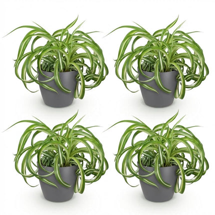Chlorophytum comosum Bonnie - Krullende Graslelie - met grijze plantenpotten - ↕20cm - Ø12cm - 4x