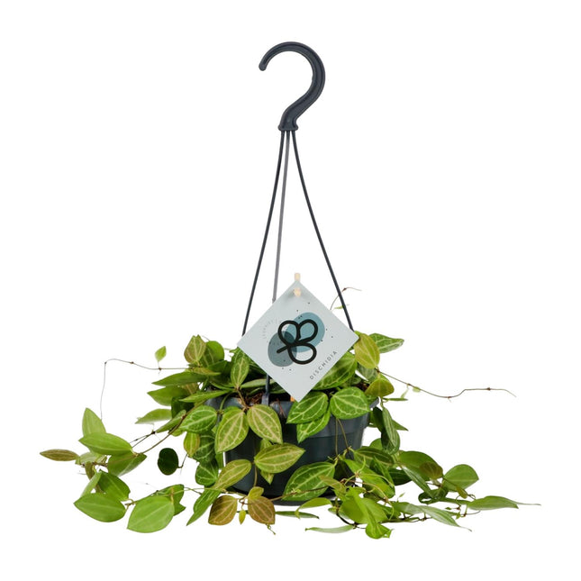 Dischidia Ovata - ↕40cm - Ø14cm