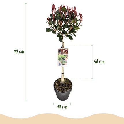 Photinia fraseri Little Red Robin - Planta de patio - Hojas verde-rojas - ↕90cm - Ø19cm