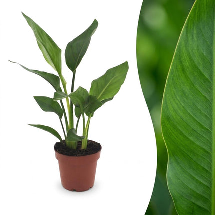 Strelitzia Reginea - Paradijsvogelbloem - Pot 12cm - Hoogte - 35cm