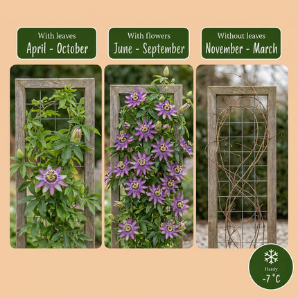 Passiflora Lavendel Dame - Passiflora Lavender Lady 6x - Paars - Klimplant - Ø9cm - ↕35cm