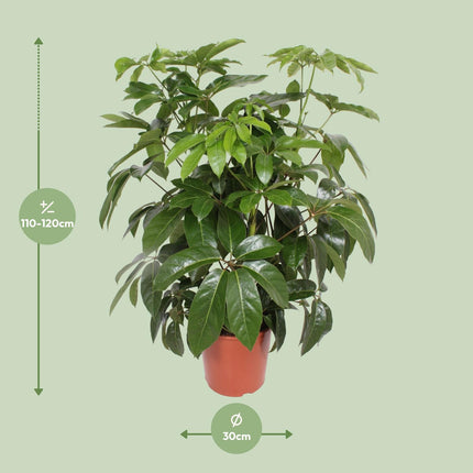 Schefflera Actinophylla Amate - ↕120cm - Ø30cm