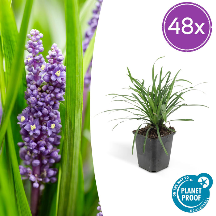 Liriope muscari 'Big Blue' - ↕10-25cm - Ø9cm - 48x
