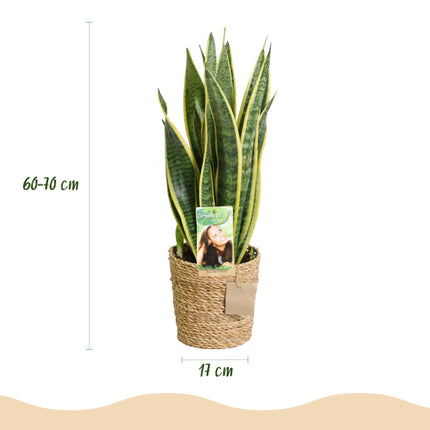 Sansevieria Laurentii - Snake Plant - ↕60-70cm - Ø17cm