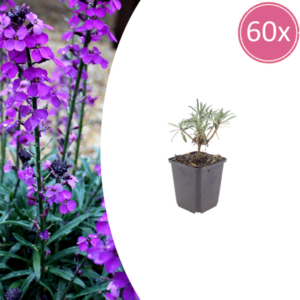Erysimum 'Bowles' Mauve' - Steenraket - ↕10-25cm - Ø9cm - 60x