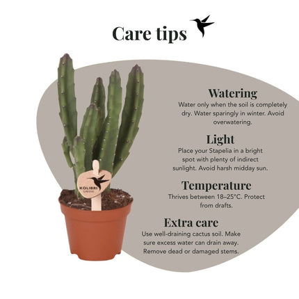 Kolibri Orchids | Plantenset Cotton Groen - Gele Phalaenopsis Orchidee Blossom Lima & Stapelia Leendertziae