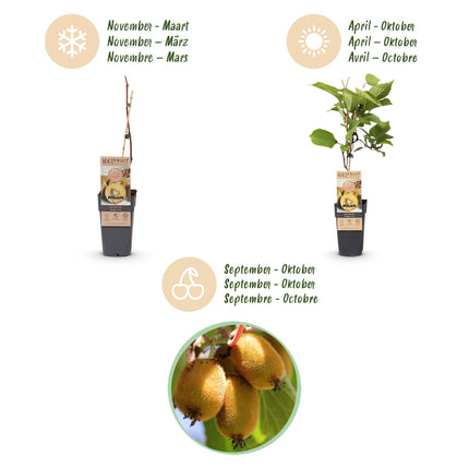 Green boutiQ - Pianta da frutto - Actinidia Weiki e Kiwi Dorato - Pianta di kiwi - 1 maschio - 1 femmina - Piante - Giallo - Vaso 15 cm - Altezza 50 cm