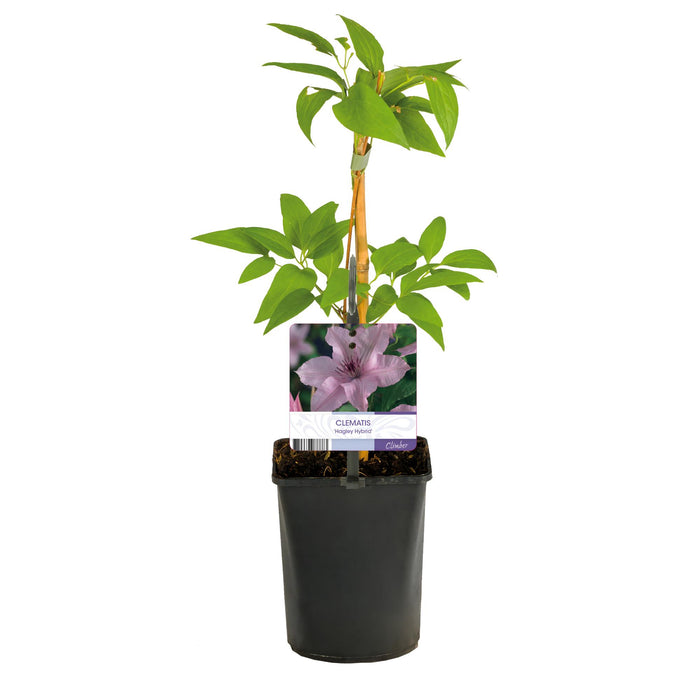 Clematis Hagley Hybrid - Bosrank - Bloem Roze - ↕40cm - Ø11cm - 2x