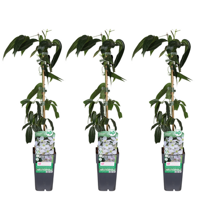 Clematis Armandii - Bosrank - ↕65cm - Ø15cm - 3x