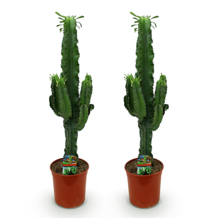 Euphorbia eritrea – Afrikanischer Milchbaum – 2x – ↕70cm – Ø19cm