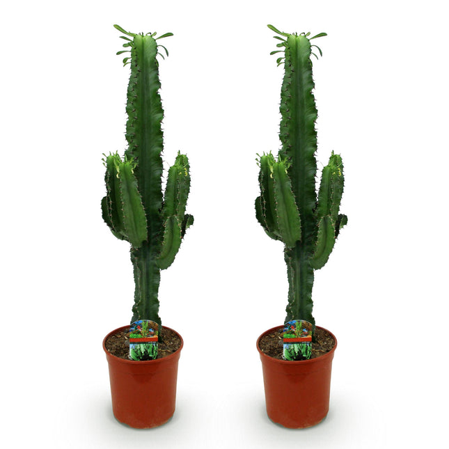 Euphorbia eritrea – Afrikanischer Milchbaum – 2x – ↕70cm – Ø19cm