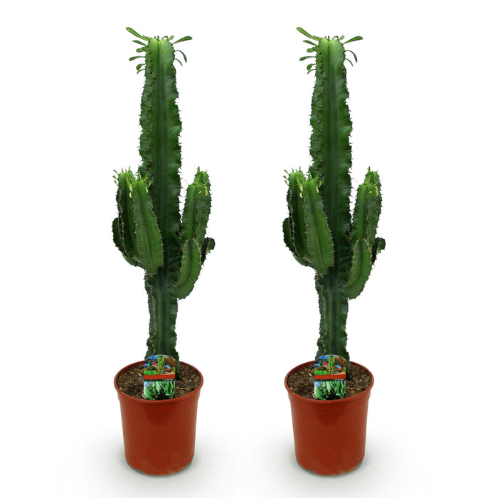 Euphorbia Eritrea - Afrikaanse melkboom - 2x - ↕70cm - Ø19cm