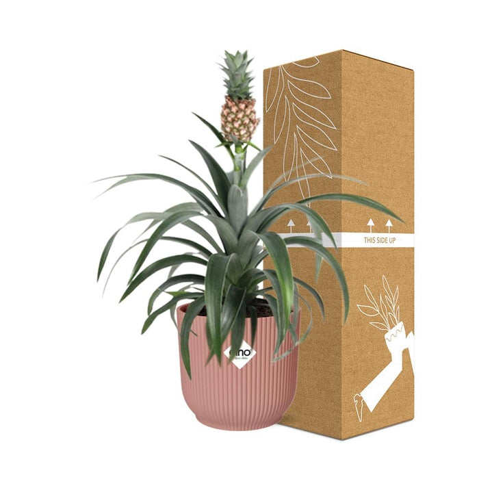 Ananas Mi Amigo - Ananasplant - in elho Vibes Fold Ø14cm roze