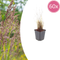 Struisriet (Calamagrostis Acutiflora)