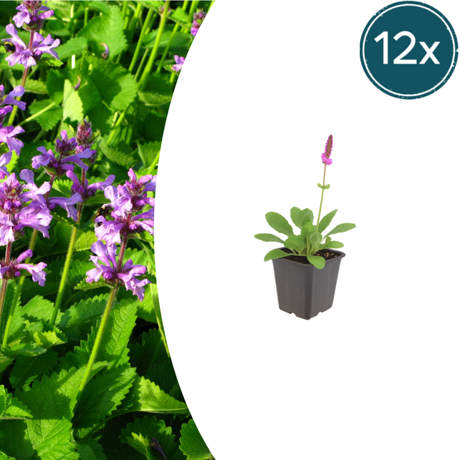 Stachys monieri 'Hummelo' - Betonie - ↕10-25cm - Ø9cm - 12x