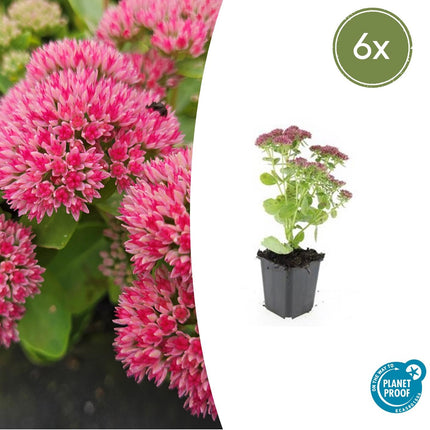 Sedum 'Herbstfreude' - Sky Key - ↕10-25cm - Ø9cm - 6x