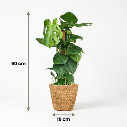 Patyk z mchu Monstera Deliciosa - Roślina z otworem - z koszykiem - ↕90cm - Ø19cm