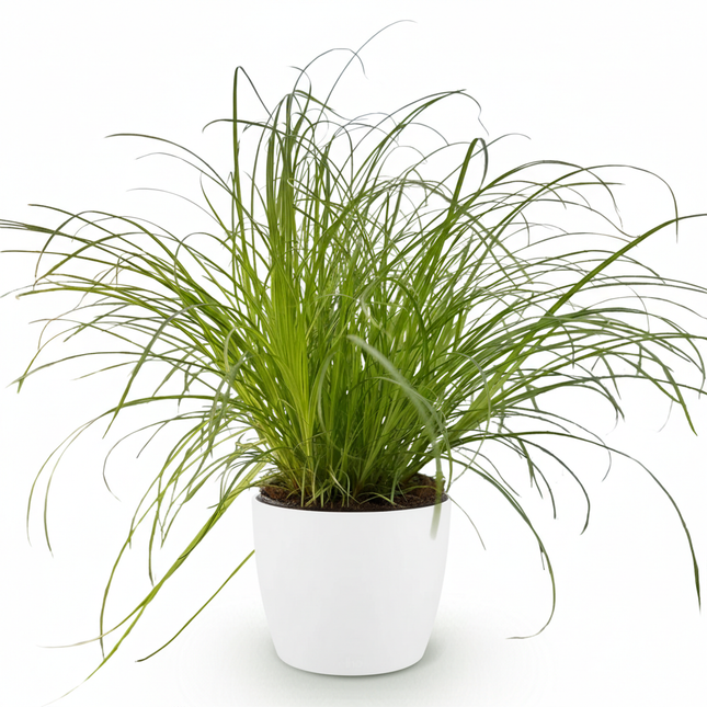 Cyperus alternifolius Zumula - Erba gatta - con vaso bianco - ↕20cm - Ø12cm