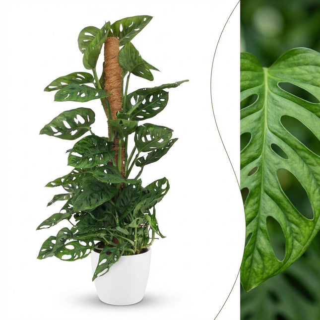 Monstera Andansonii Moss Pole - Monkey Mask - z białą doniczką - ↕90cm - Ø19cm