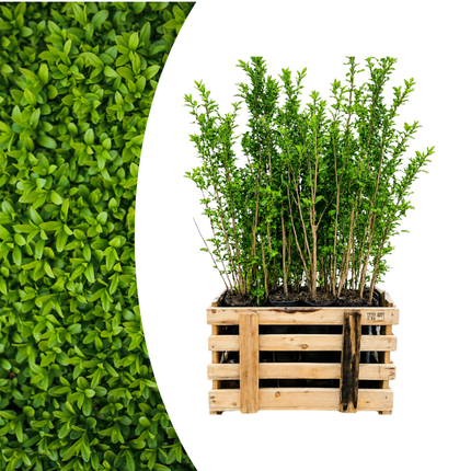 Ligustrum Ovalifolium - Ligusterhaag - Palletdeal - ↕80-100cm - Ø19cm - 50x