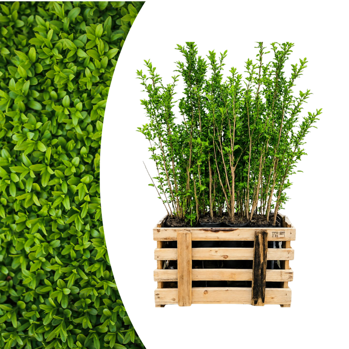 Ligustrum Ovalifolium - Ligusterhaag - Palletdeal - ↕80-100cm - Ø19cm - 50x